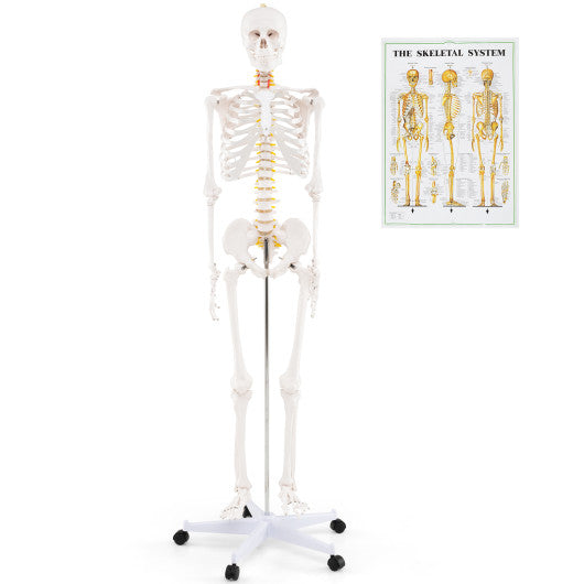 70.8 Inch Human Skeleton Model for Anatomy