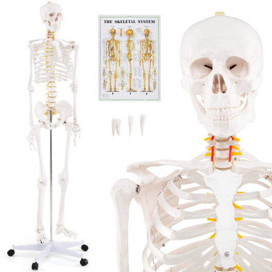 70.8 Inch Human Skeleton Model for Anatomy