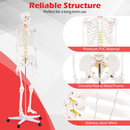 70.8 Inch Human Skeleton Model for Anatomy